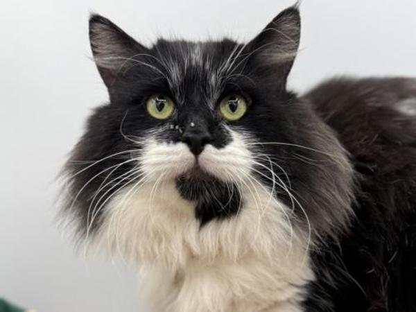 Mariano, Adoptable, Adult Male Domestic Long Hair.