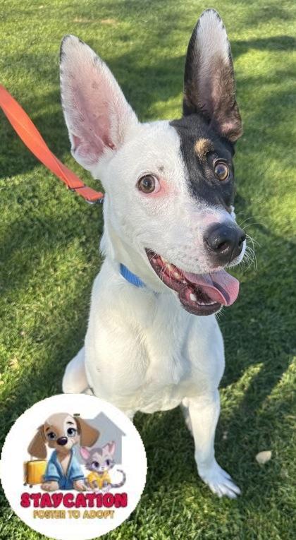 Domino, Adoptable, Adult Male Cattle Dog & Mixed Breed.