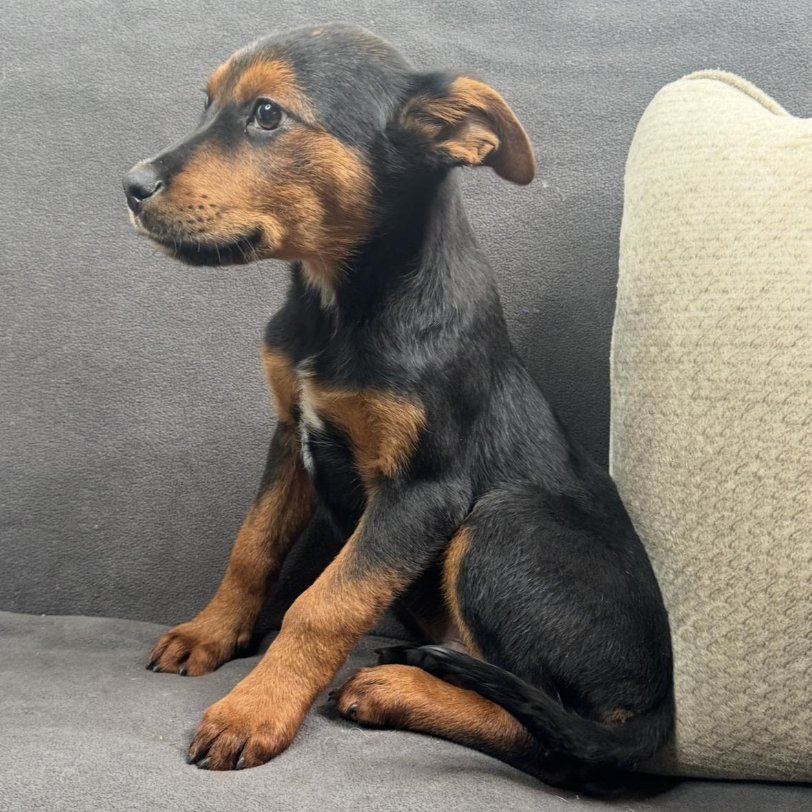 Enlarge Silas, a Adoptable mixed breed in Davenport, IA image 4/6