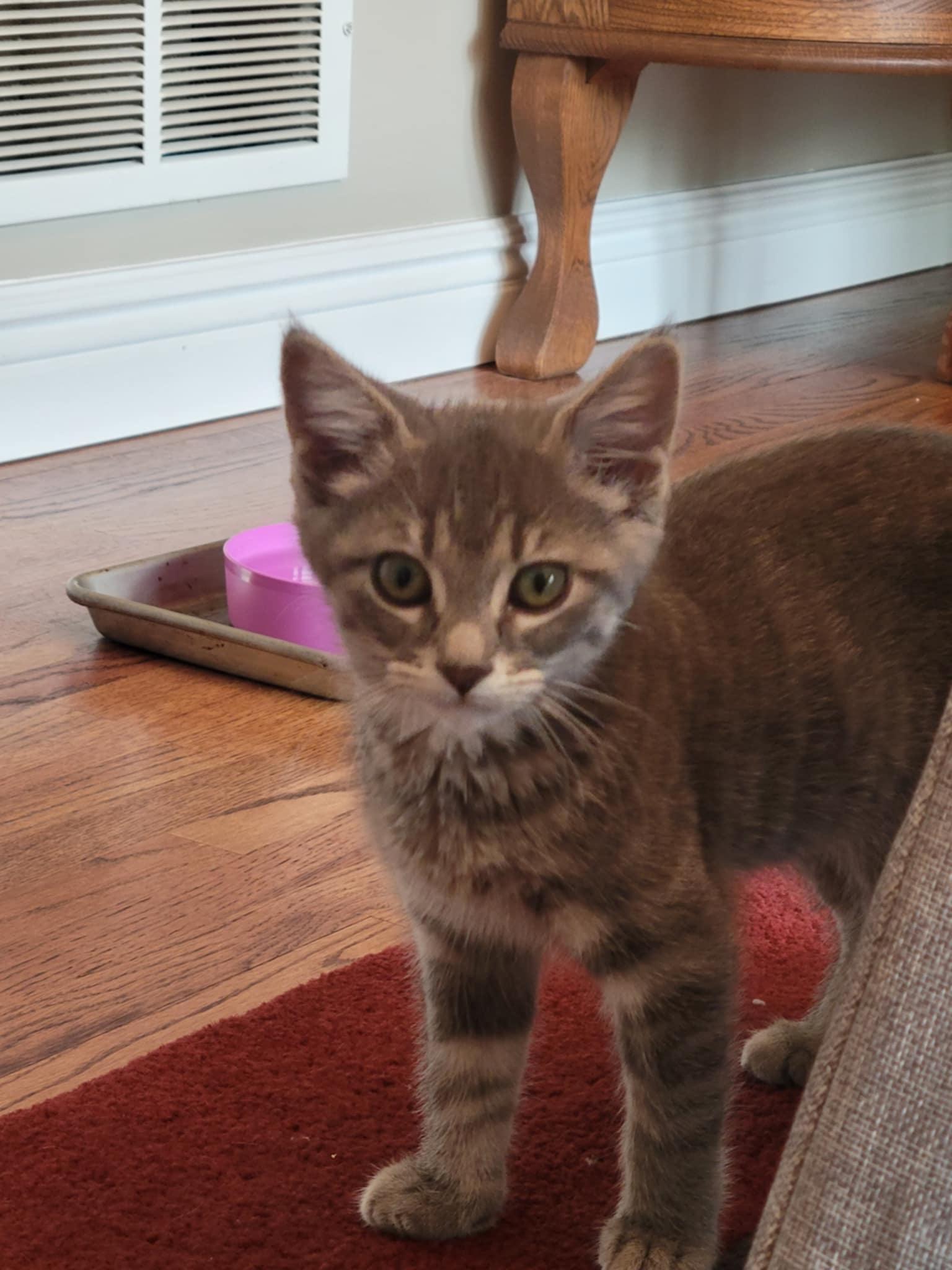 Gia, Baby Female Domestic Short Hair
