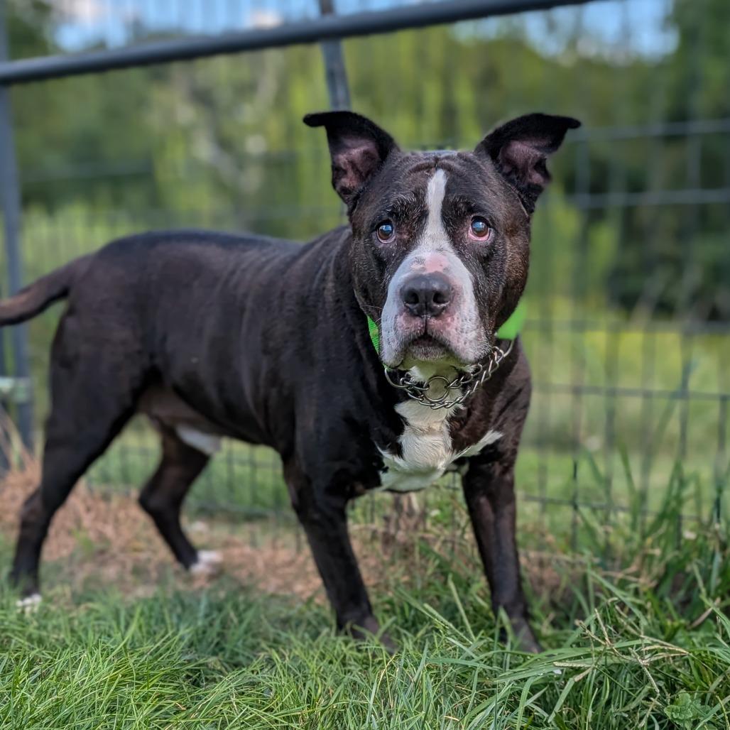 Jojo, a Adoptable Dogo Argentino in Waynesboro, PA image 1/2