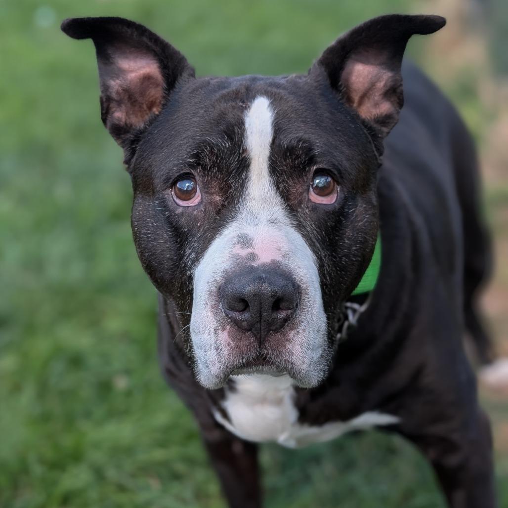 Jojo, a Adoptable Dogo Argentino in Waynesboro, PA image 2/2