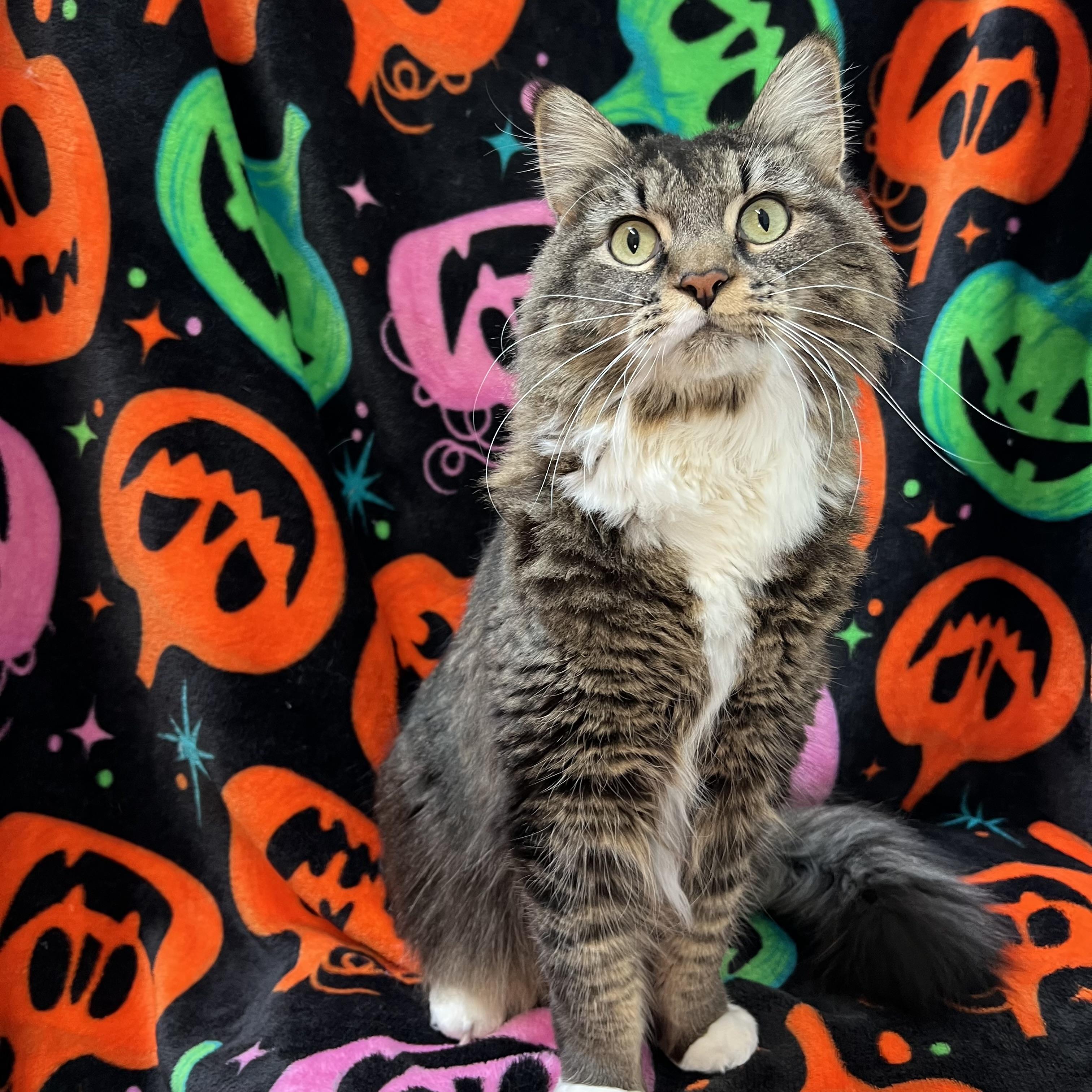 Miss Mollie - NO FEE (Sponsored by a citizen), Adoptable, Adult Female Maine Coon.