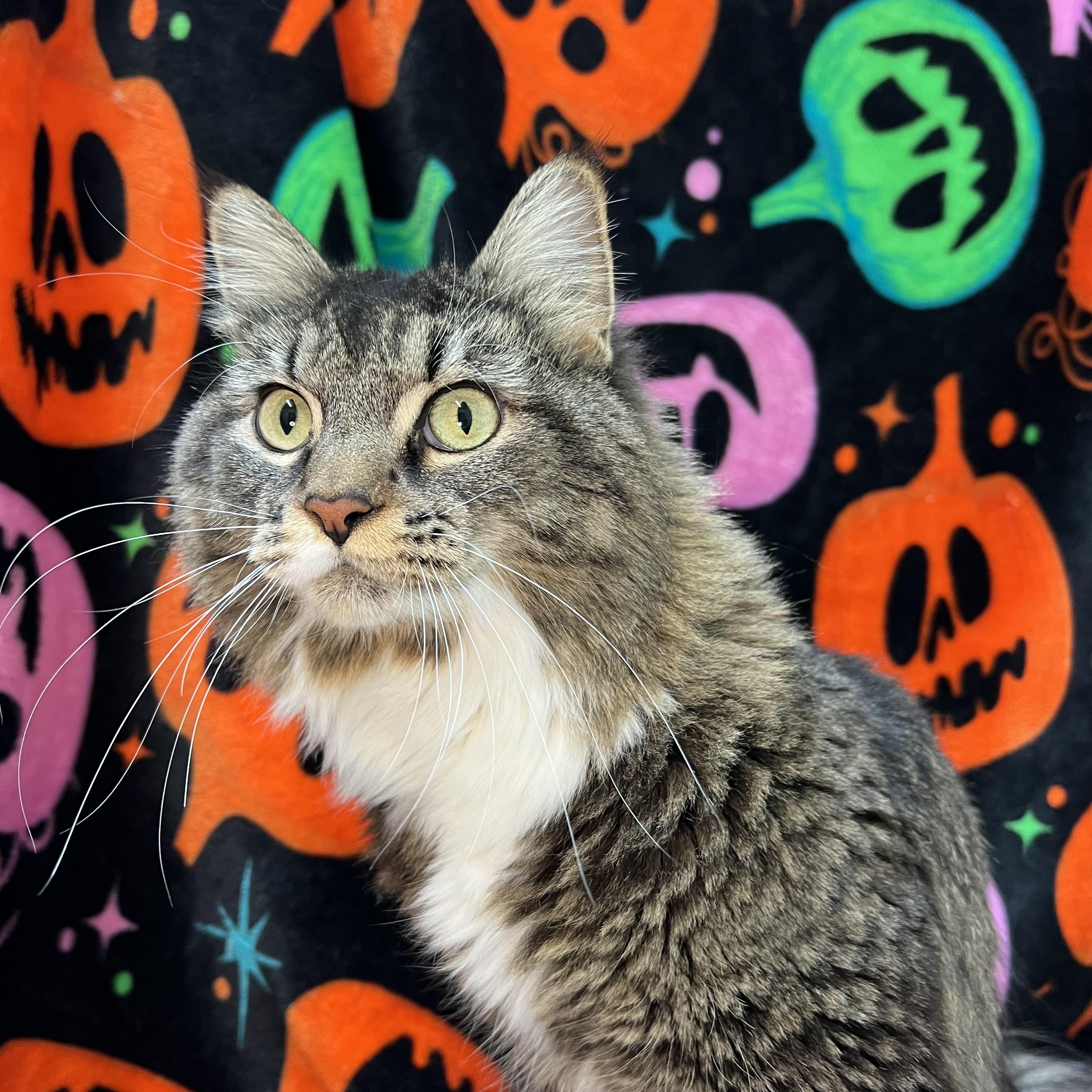 Enlarge Miss Mollie - NO FEE (Sponsored by a citizen), a Adoptable Maine Coon in Fairmont, MN image 2/6