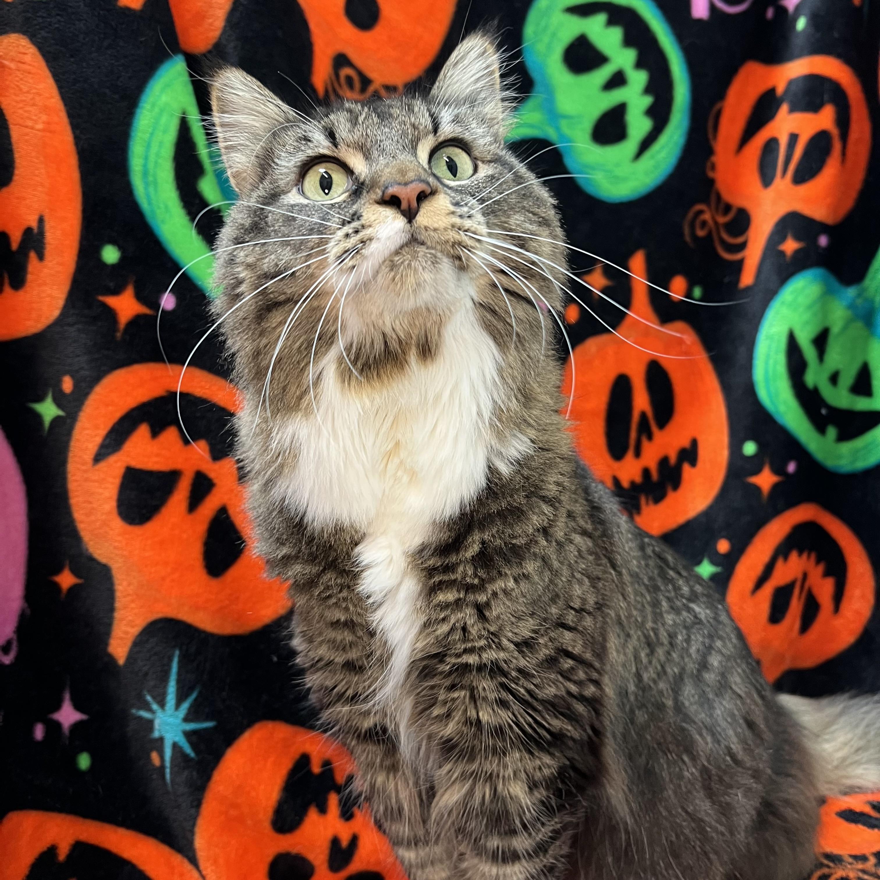 Enlarge Miss Mollie - NO FEE (Sponsored by a citizen), a Adoptable Maine Coon in Fairmont, MN image 3/6