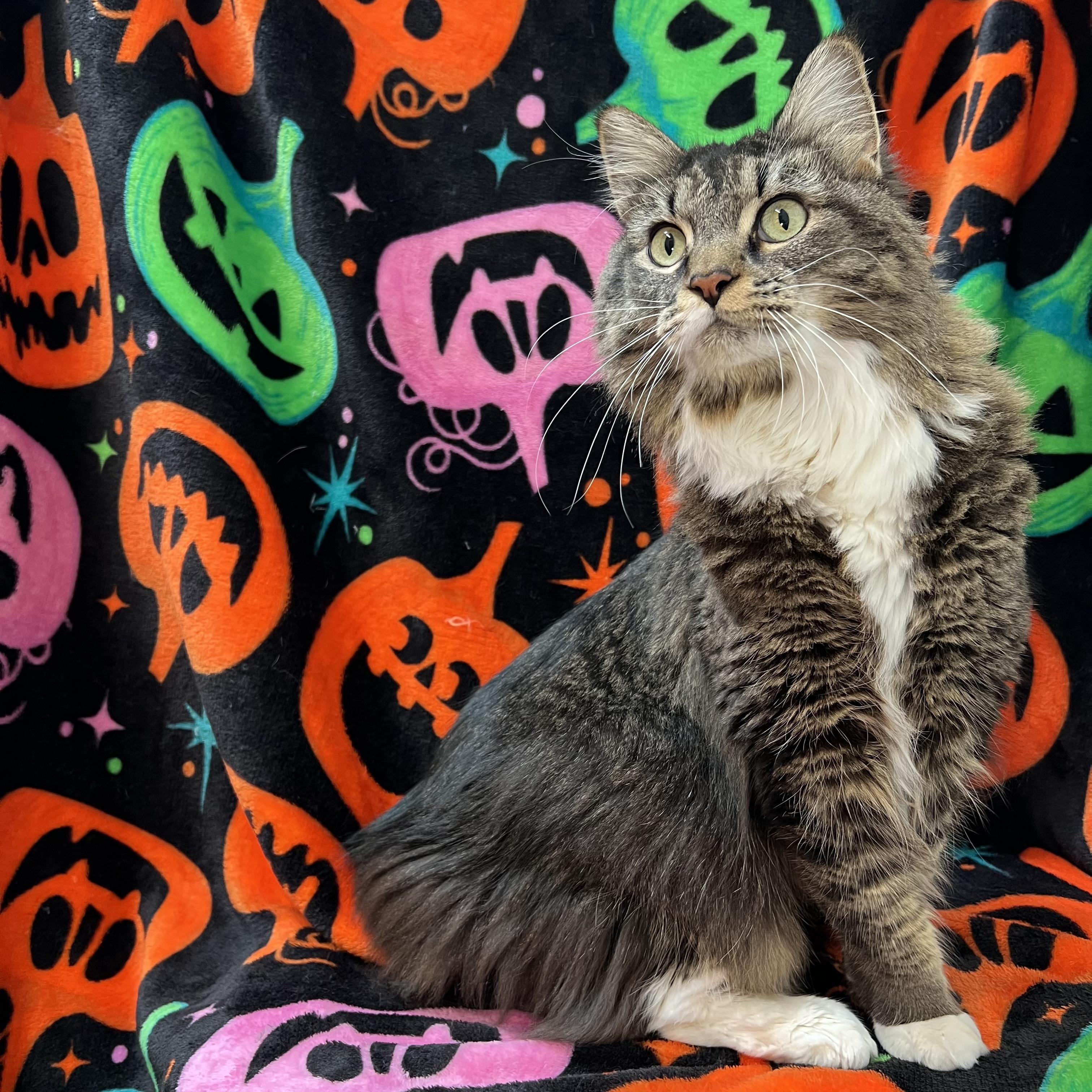 Enlarge Miss Mollie - NO FEE (Sponsored by a citizen), a Adoptable Maine Coon in Fairmont, MN image 6/6