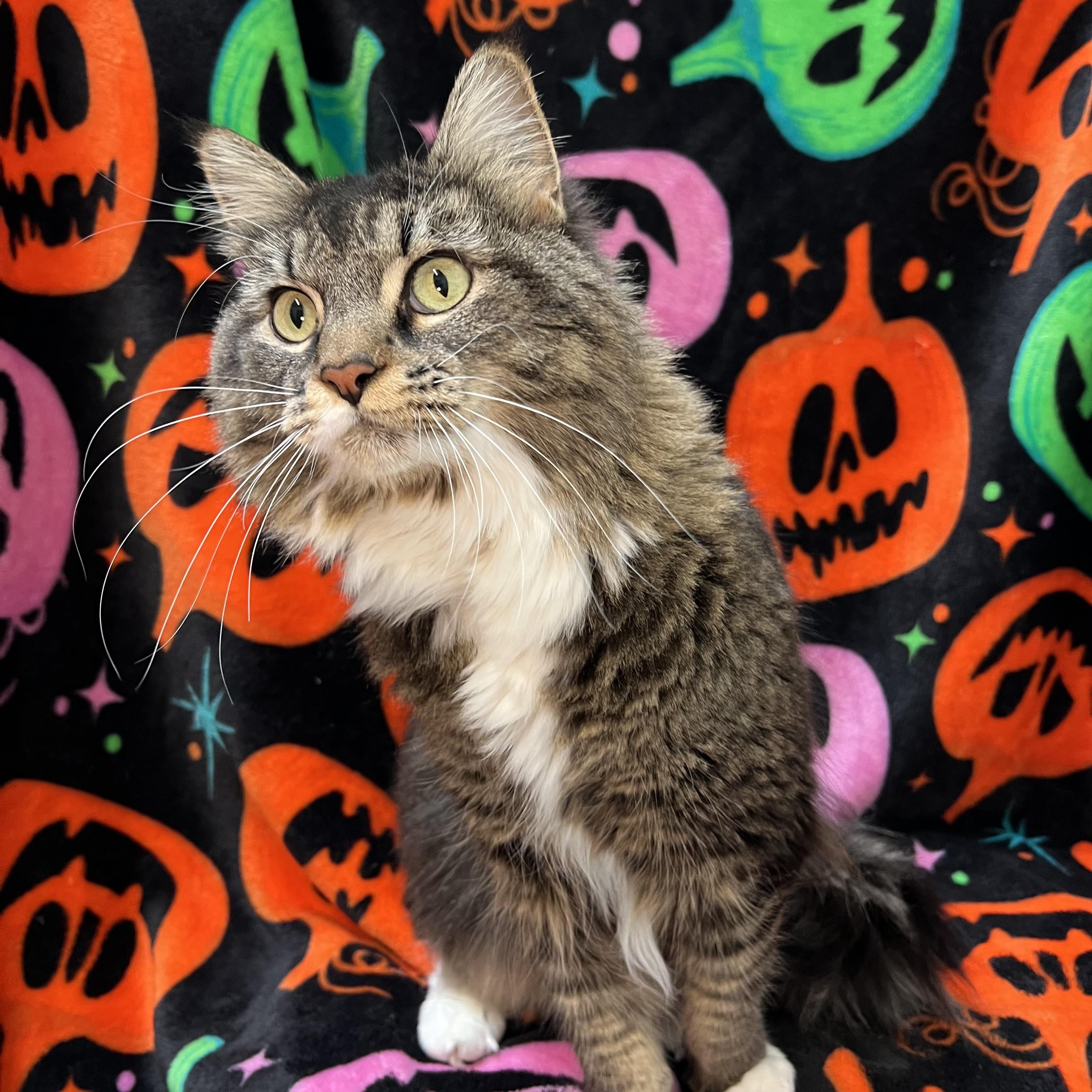 Enlarge Miss Mollie - NO FEE (Sponsored by a citizen), a Adoptable Maine Coon in Fairmont, MN image 5/6