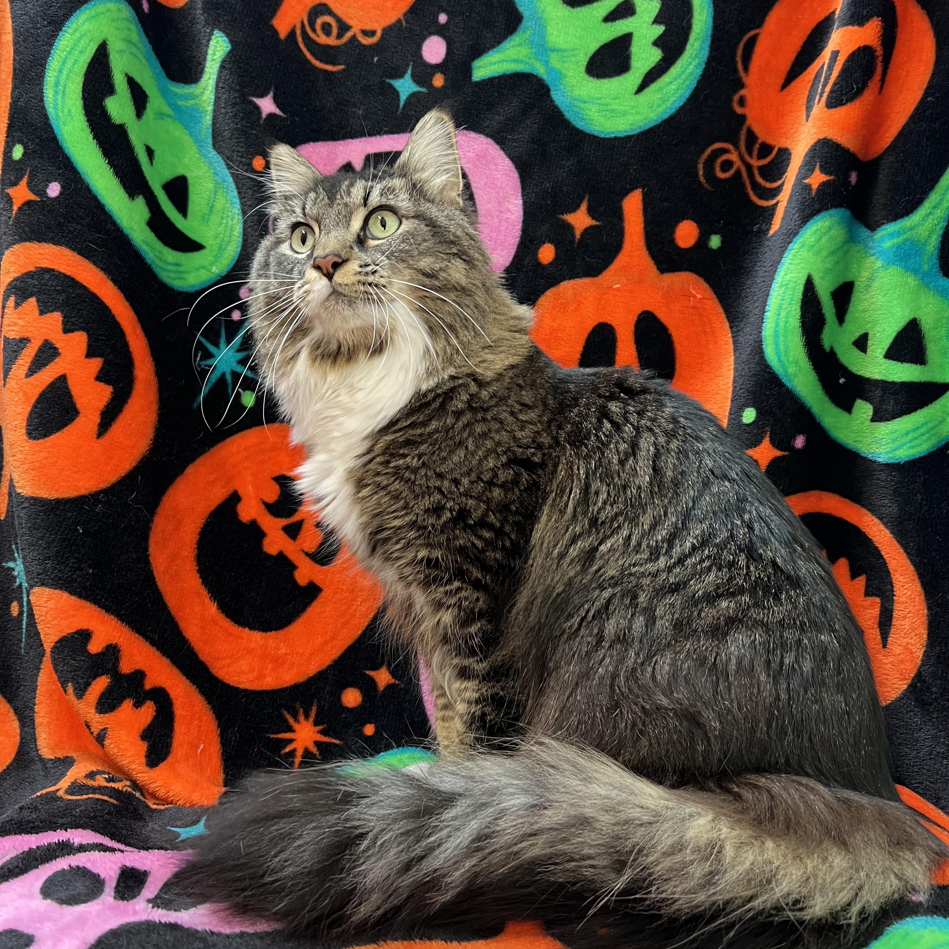 Enlarge Miss Mollie - NO FEE (Sponsored by a citizen), a Adoptable Maine Coon in Fairmont, MN image 4/6