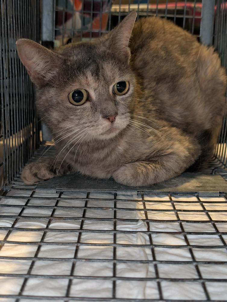 Enlarge Claire, a Adoptable Domestic Short Hair in Emerald Isle, NC image 1/4