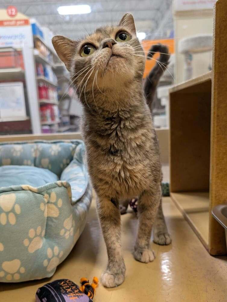 Enlarge Claire, a Adoptable Domestic Short Hair in Emerald Isle, NC image 2/4