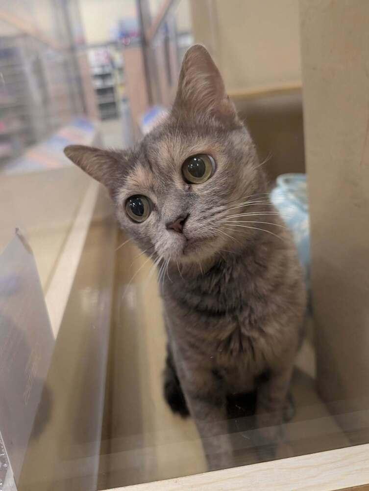 Enlarge Claire, a Adoptable Domestic Short Hair in Emerald Isle, NC image 3/4