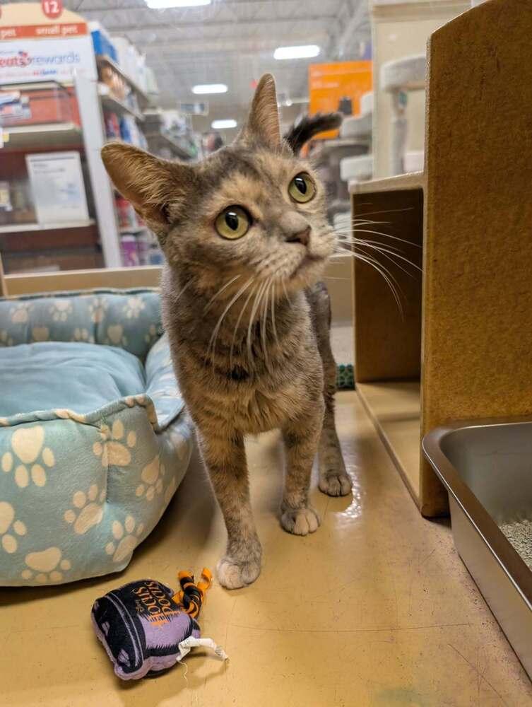 Enlarge Claire, a Adoptable Domestic Short Hair in Emerald Isle, NC image 4/4