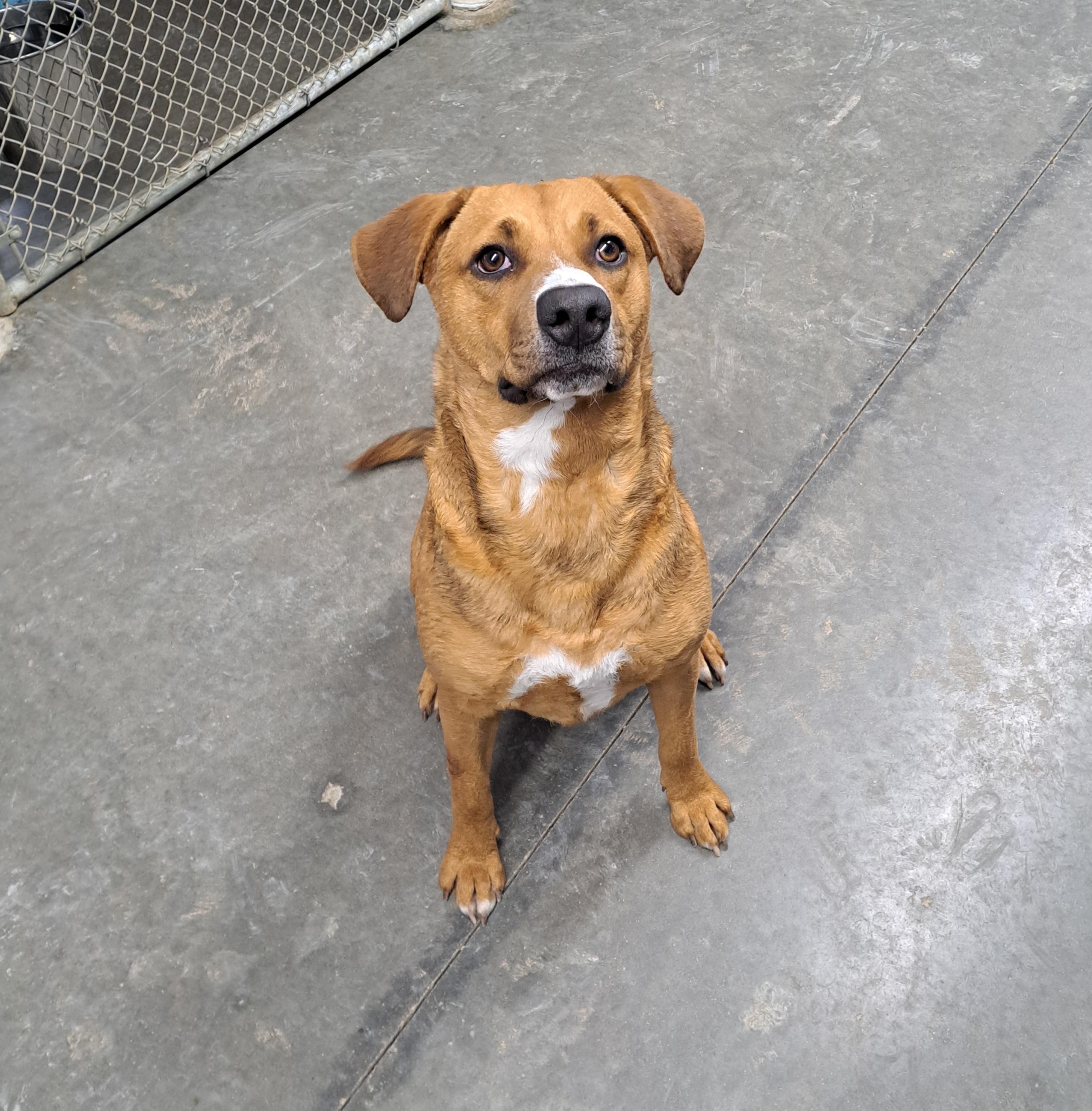 Enlarge Priscilla, a ADOPTABLE mixed breed in Lawrenceburg, KY image 1/4