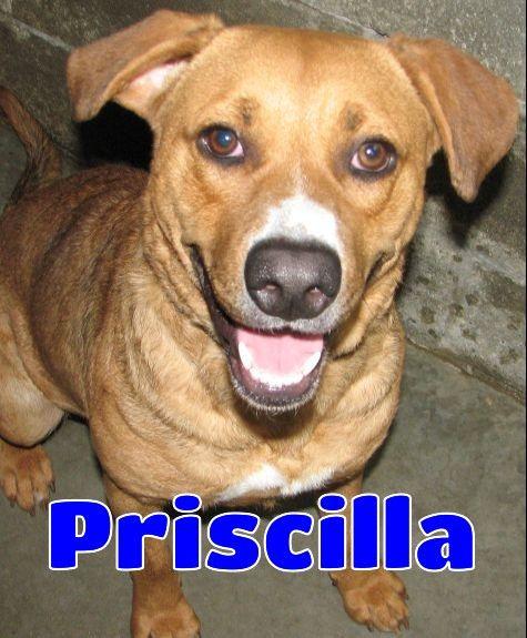 Priscilla, ADOPTABLE, Young Female Golden Retriever & Mixed Breed.