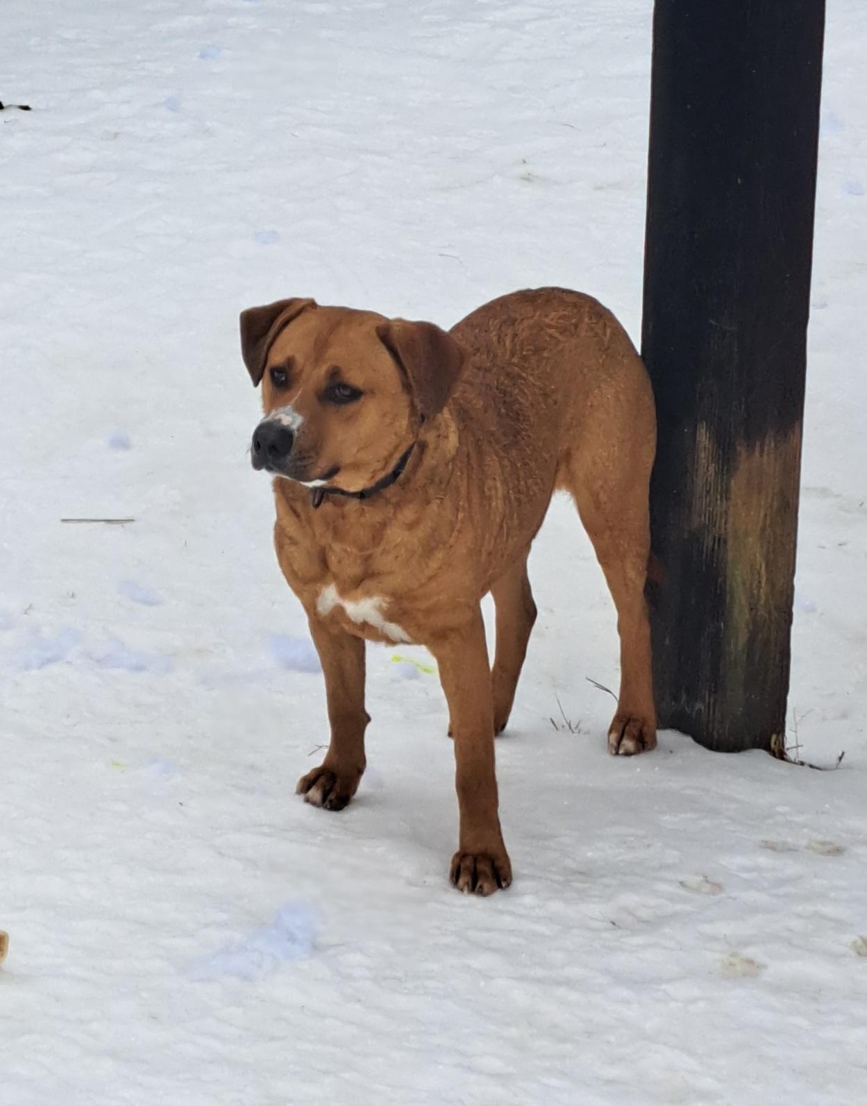 Enlarge Priscilla, a ADOPTABLE mixed breed in Lawrenceburg, KY image 5/6