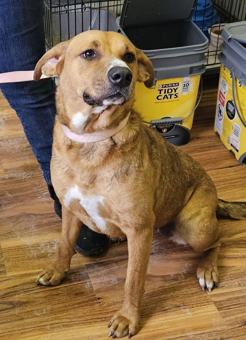 Priscilla, ADOPTABLE, Young Female Golden Retriever & Mixed Breed.