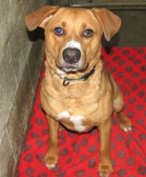 Enlarge Priscilla, a ADOPTABLE mixed breed in Lawrenceburg, KY image 4/6