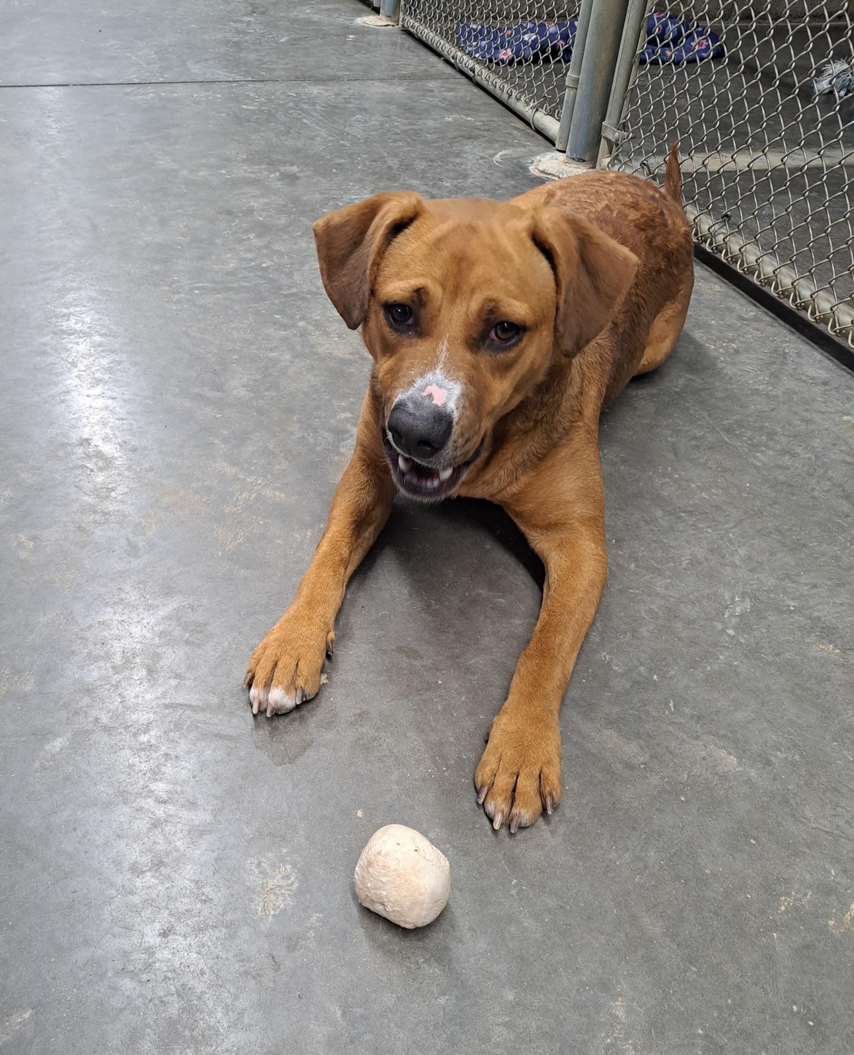 Enlarge Priscilla, a ADOPTABLE mixed breed in Lawrenceburg, KY image 4/4