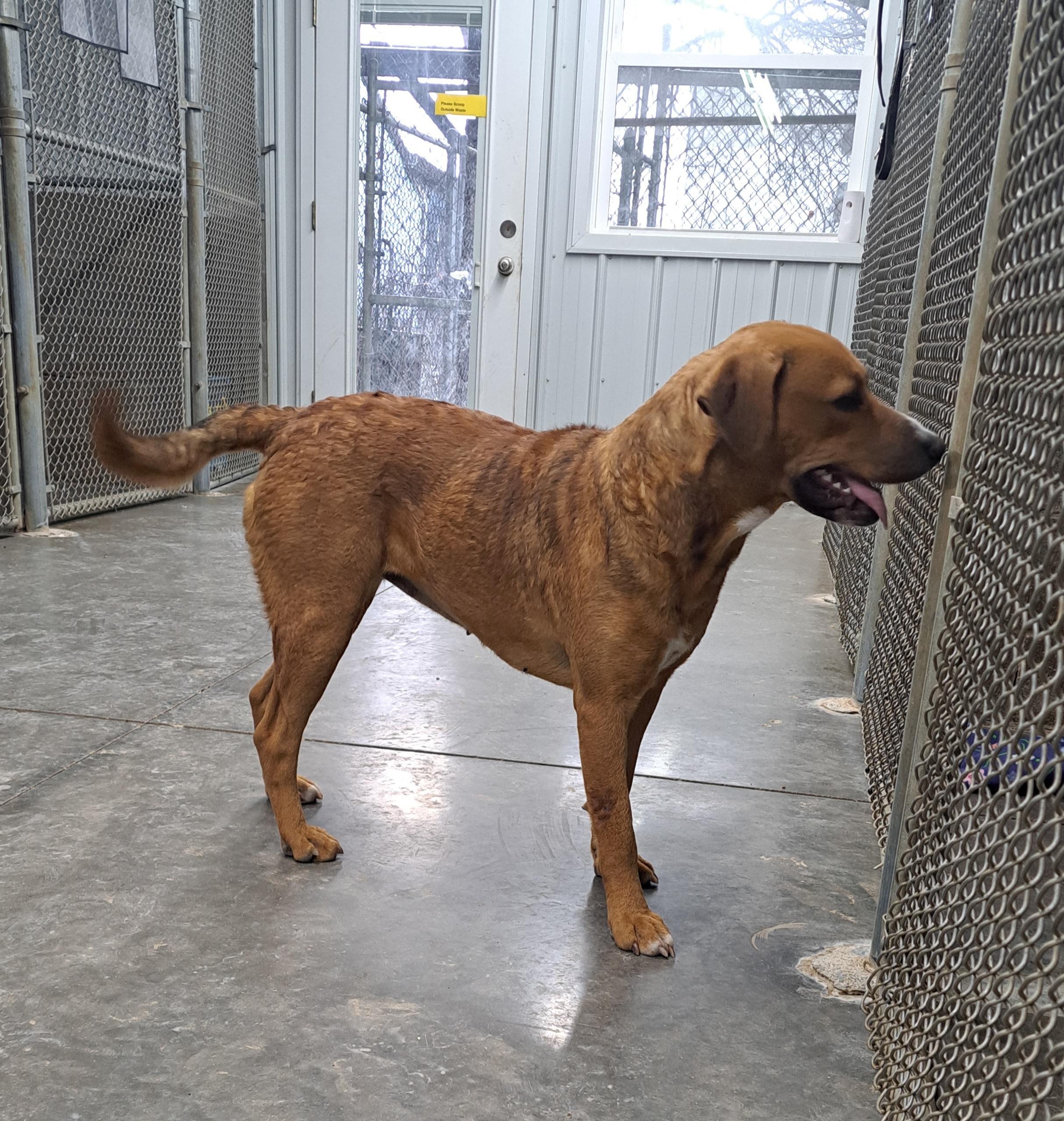 Enlarge Priscilla, a ADOPTABLE mixed breed in Lawrenceburg, KY image 6/6