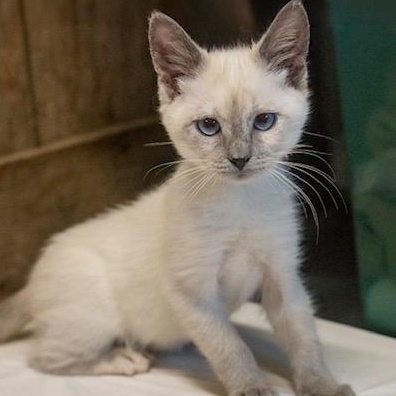 Ritz STUNNING BEAUTY, an adopted mixed breed in Bethel, CT image 2/2