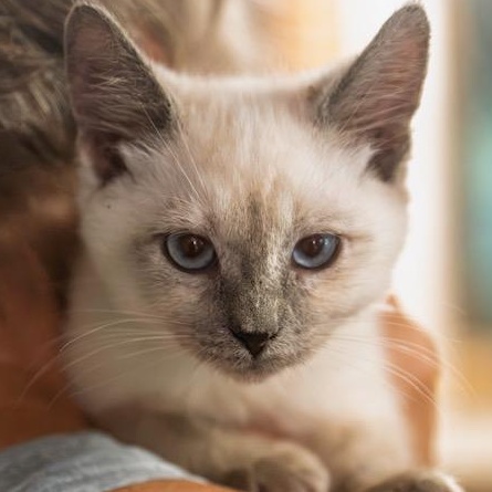 Ritz STUNNING BEAUTY, adopted, Kitten Female Siamese.
