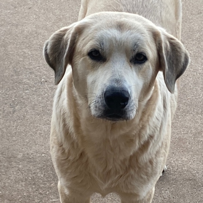 April, Adult Female unknown