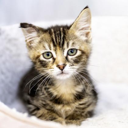Tugboat, Adoptable, Kitten Female Domestic Short Hair & Domestic Short Hair.