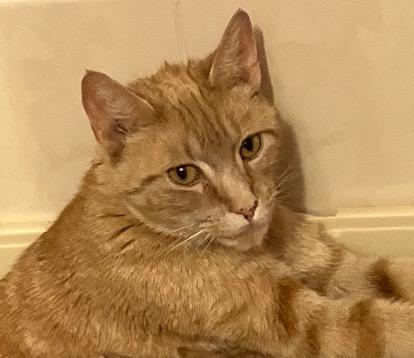 AMBER, a Adoptable Domestic Short Hair in Spotswood, NJ image 4/6