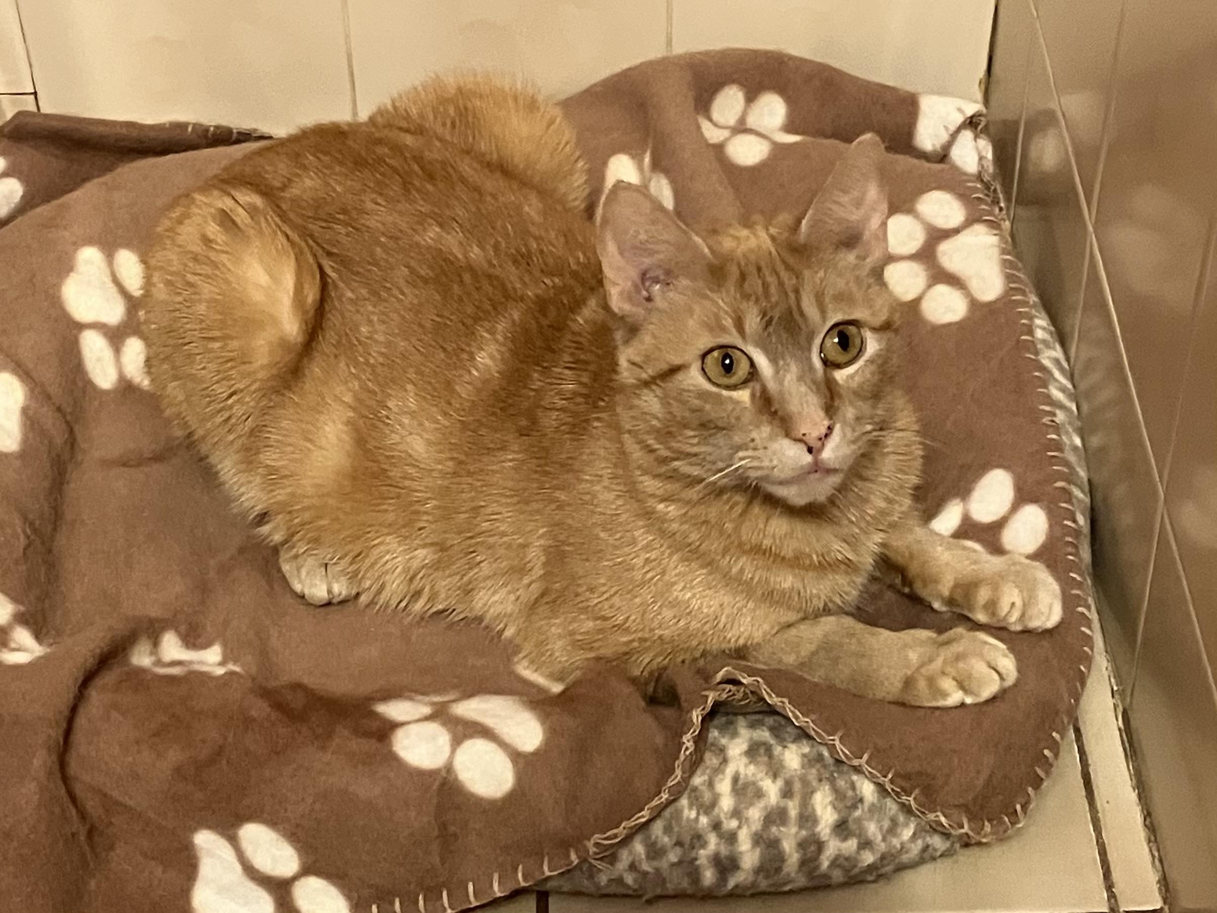 AMBER, a Adoptable Domestic Short Hair in Spotswood, NJ image 3/6