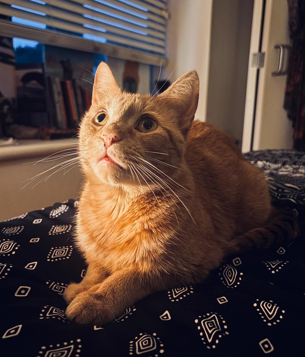 AMBER, a Adoptable Domestic Short Hair in Spotswood, NJ image 1/6