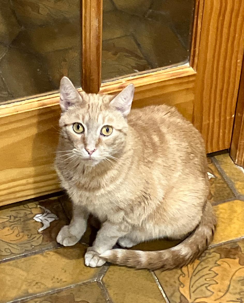 AMBER, a Adoptable Domestic Short Hair in Spotswood, NJ image 2/6