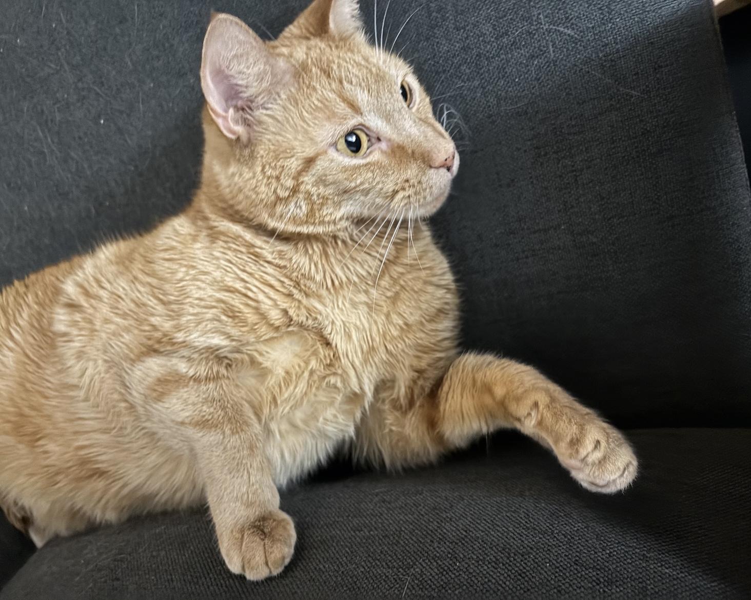 AMBER, a Adoptable Domestic Short Hair in Spotswood, NJ image 5/6