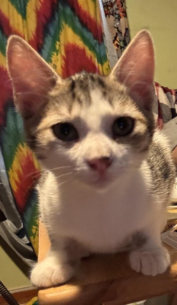 Pistol Annie, Adoptable, Kitten Female Domestic Short Hair.