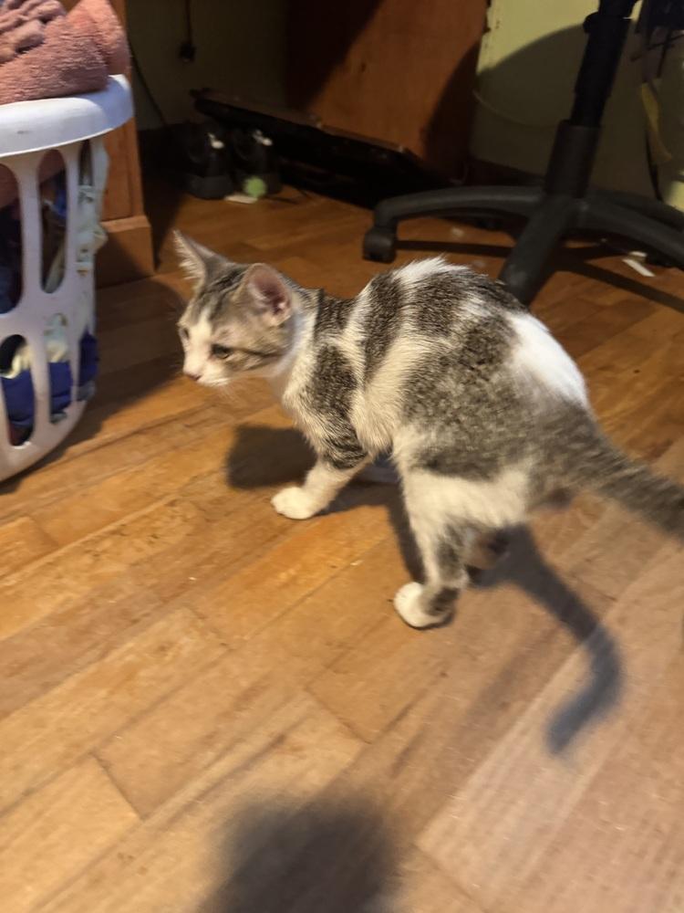 Enlarge Pistol Annie, a Adoptable mixed breed in Plumerville, AR image 2/2