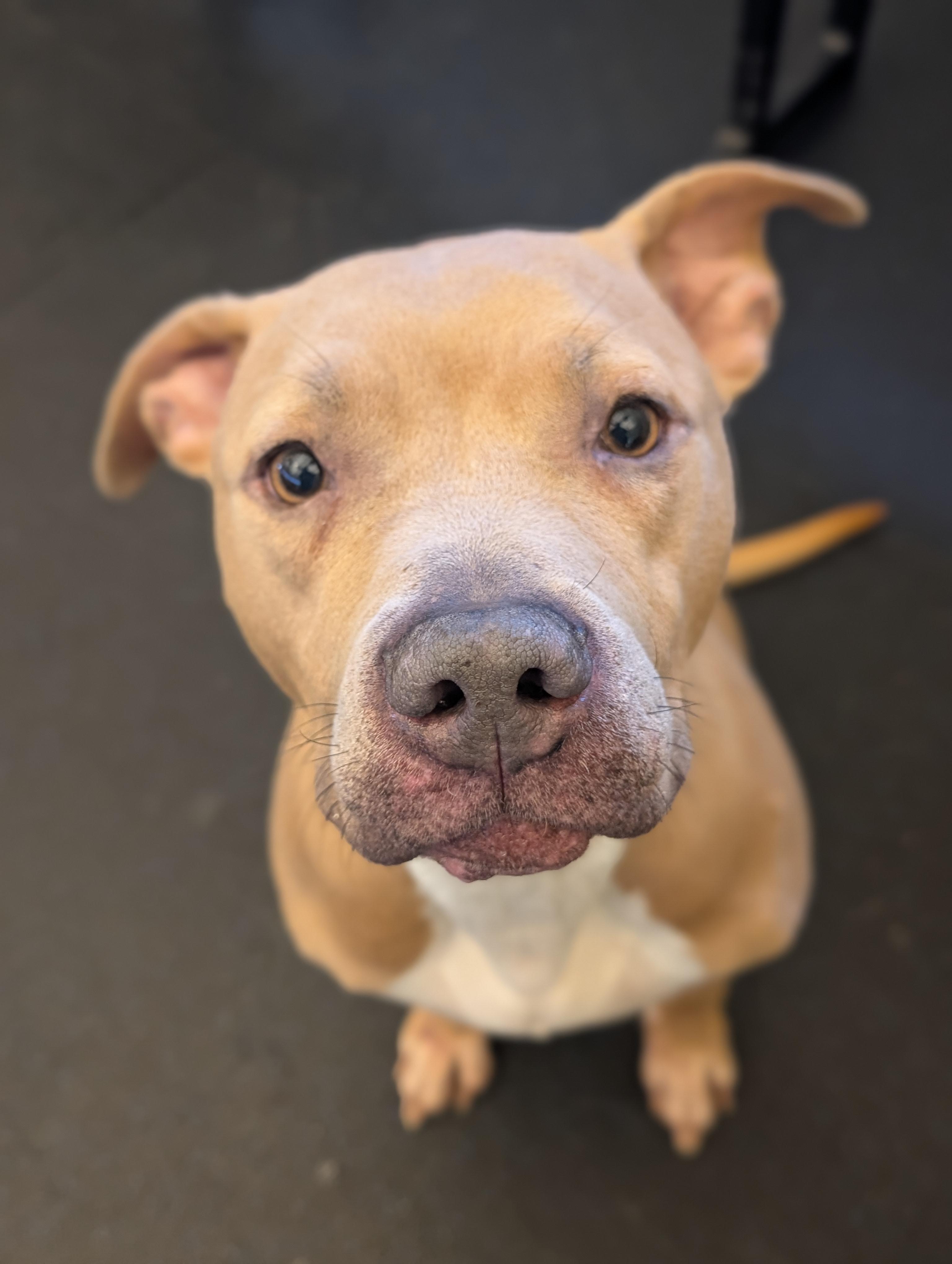 Enlarge Jean Grey, a Adoptable mixed breed in Cedar Rapids, IA image 1/3