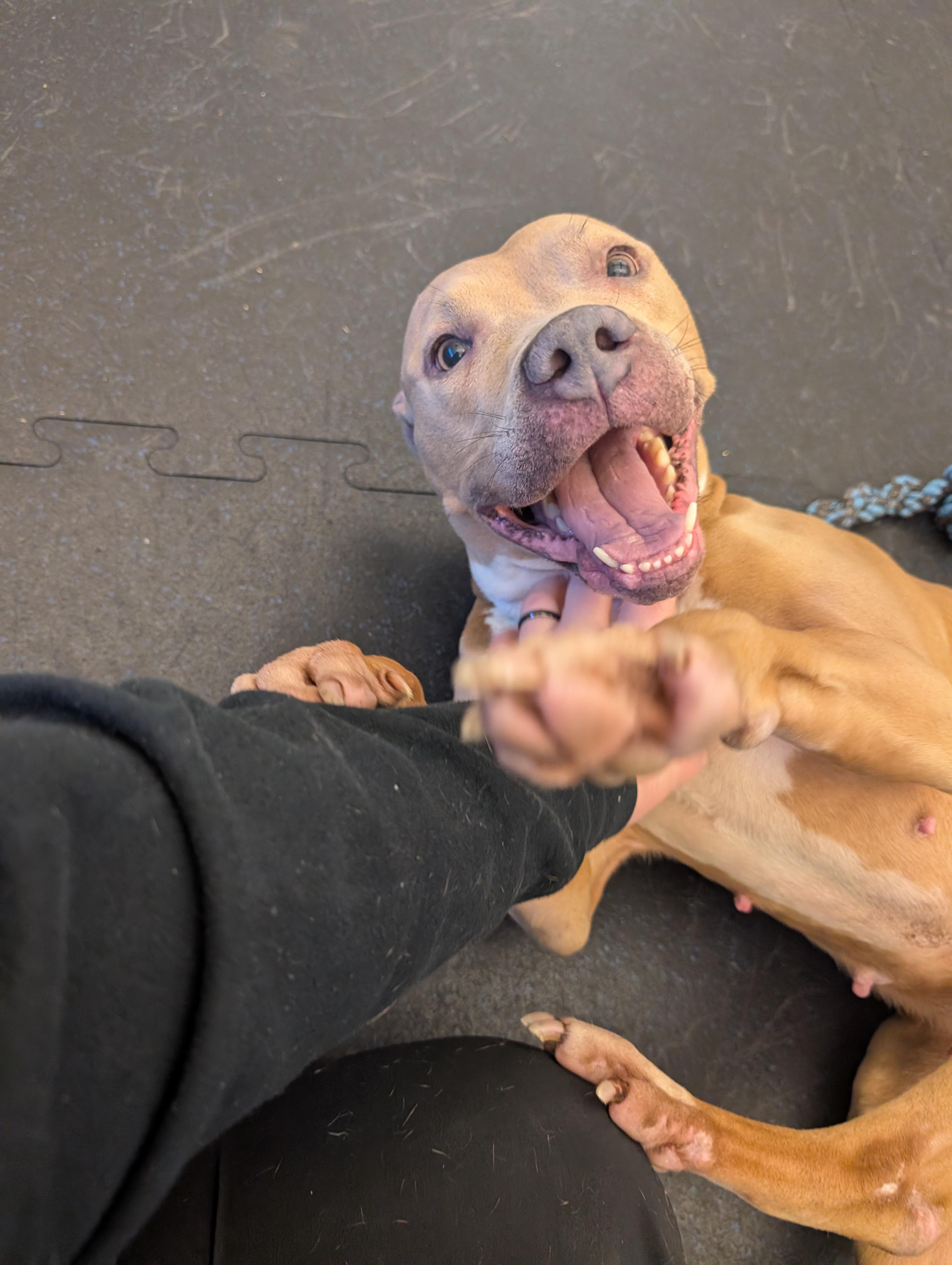 Enlarge Jean Grey, a Adoptable mixed breed in Cedar Rapids, IA image 2/3