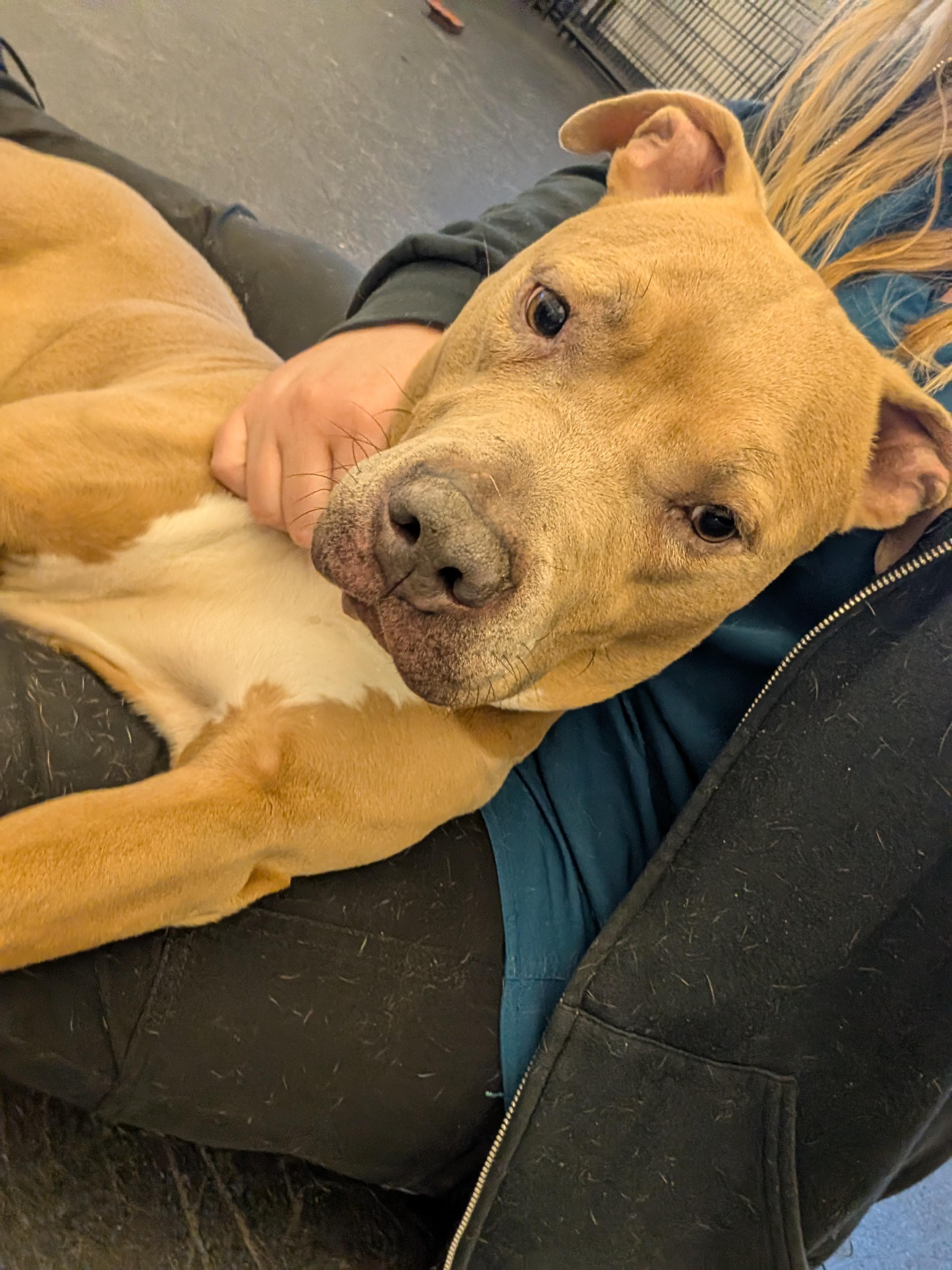 Enlarge Jean Grey, a Adoptable mixed breed in Cedar Rapids, IA image 3/3