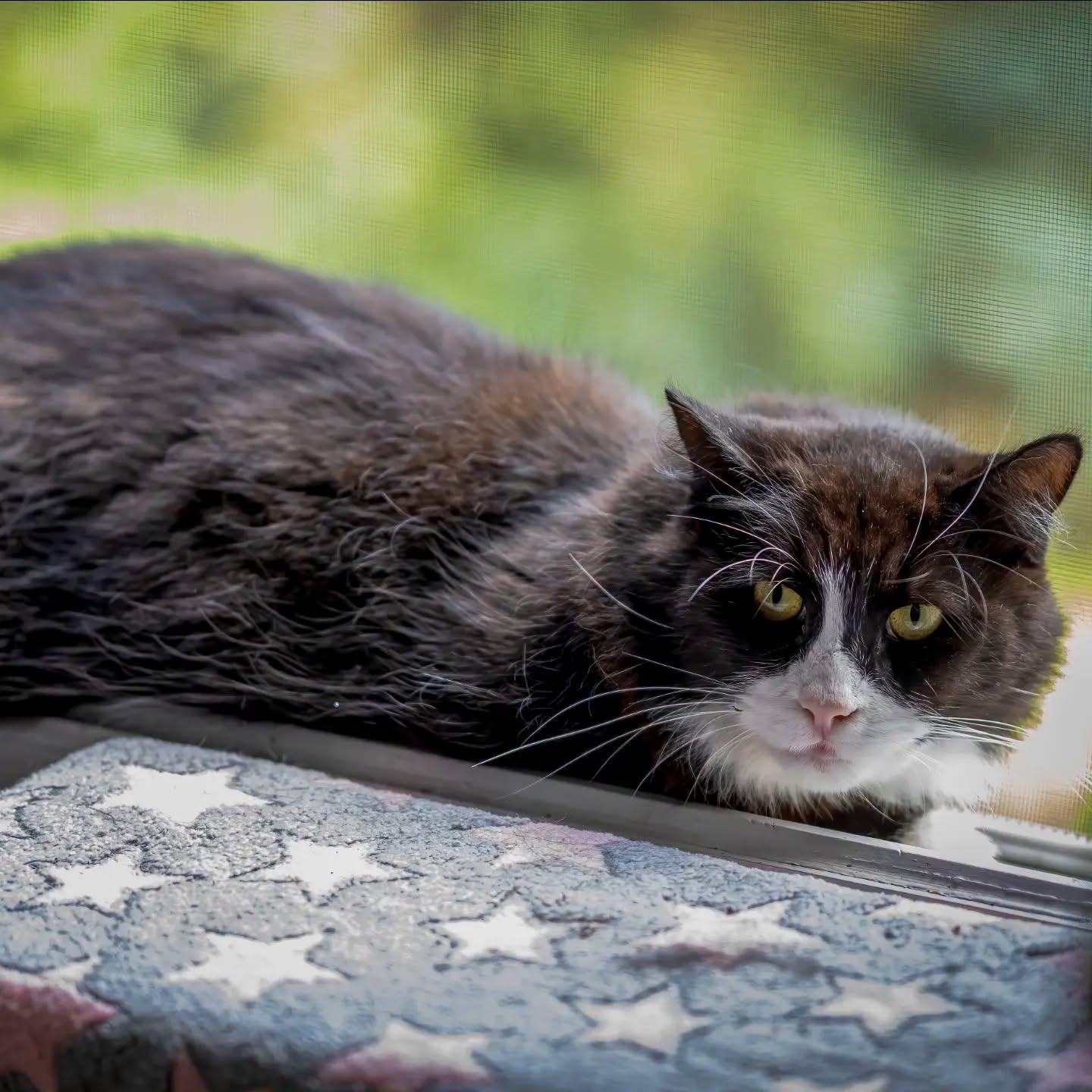 Mittens, Adoptable, Adult Female Maine Coon & Tuxedo.