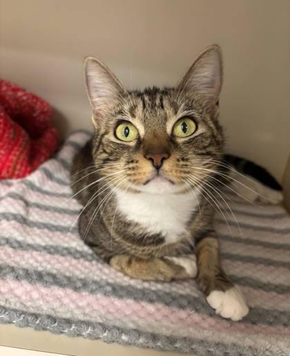 Enlarge Nancy, a Adoptable Domestic Short Hair in Winchester, VA image 1/1