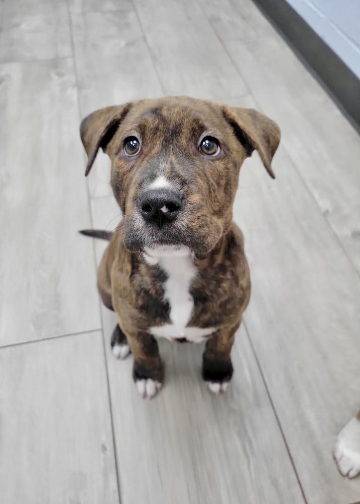Theo, Adoptable, Puppy Male Shepherd & Pit Bull Terrier.