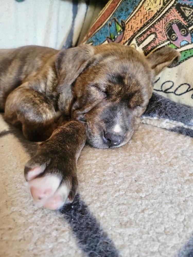 Enlarge Theo, a Adoptable mixed breed in Greenlawn, NY image 2/6