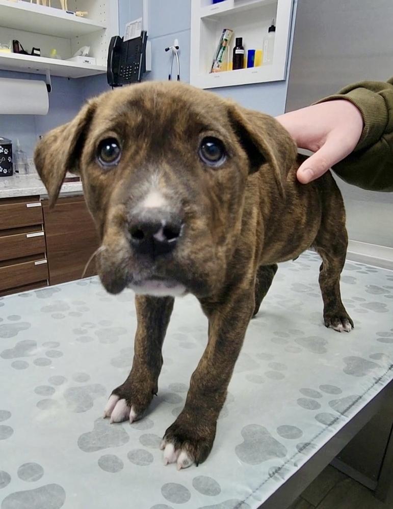 Enlarge Theo, a Adoptable mixed breed in Greenlawn, NY image 3/6