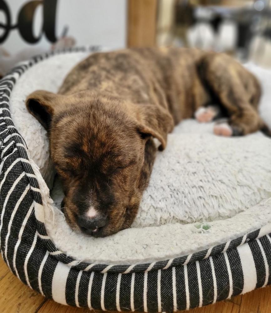 Enlarge Theo, a Adoptable mixed breed in Greenlawn, NY image 4/6