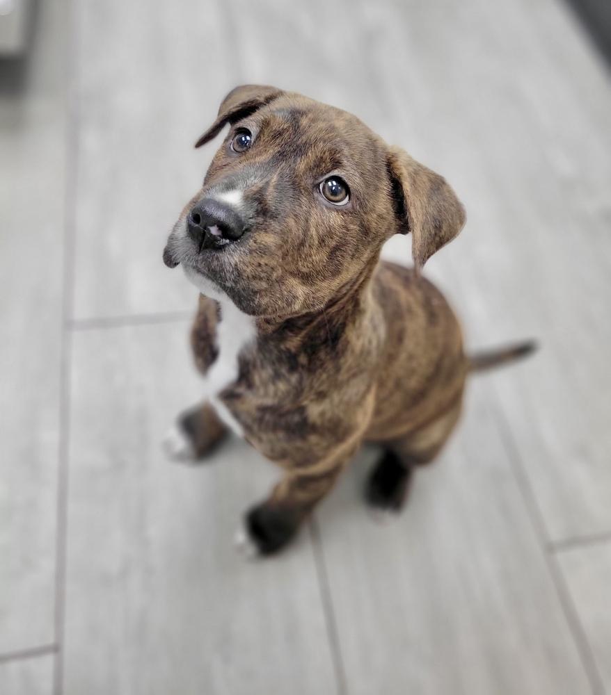 Enlarge Theo, a Adoptable mixed breed in Greenlawn, NY image 5/6