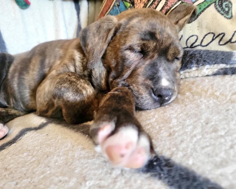 Enlarge Theo, a Adoptable mixed breed in Greenlawn, NY image 6/6