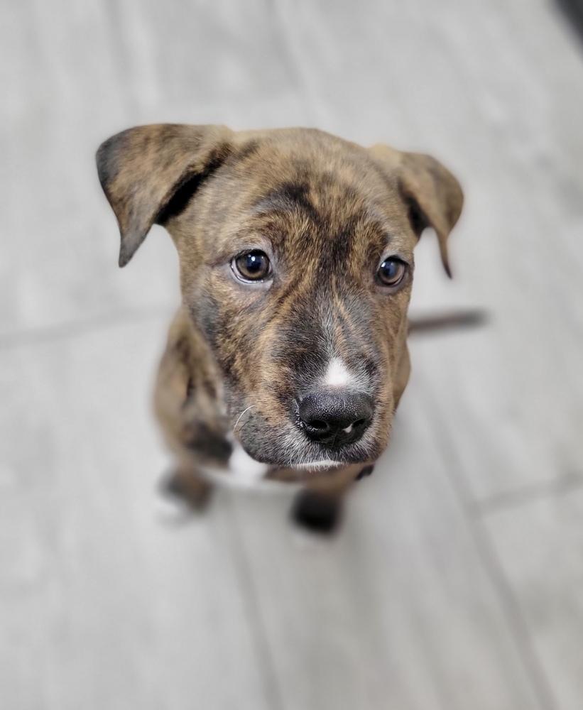 Enlarge Theo, a Adoptable mixed breed in Greenlawn, NY image 6/6