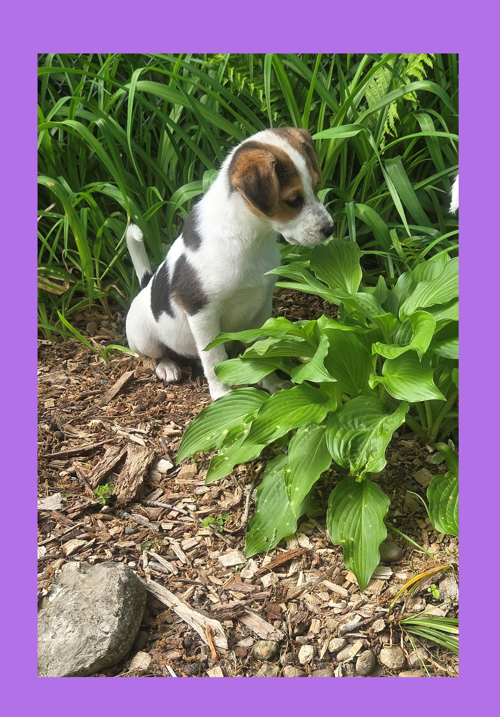 Nutmeg, a ADOPTABLE mixed breed in Lake Geneva, WI image 4/4