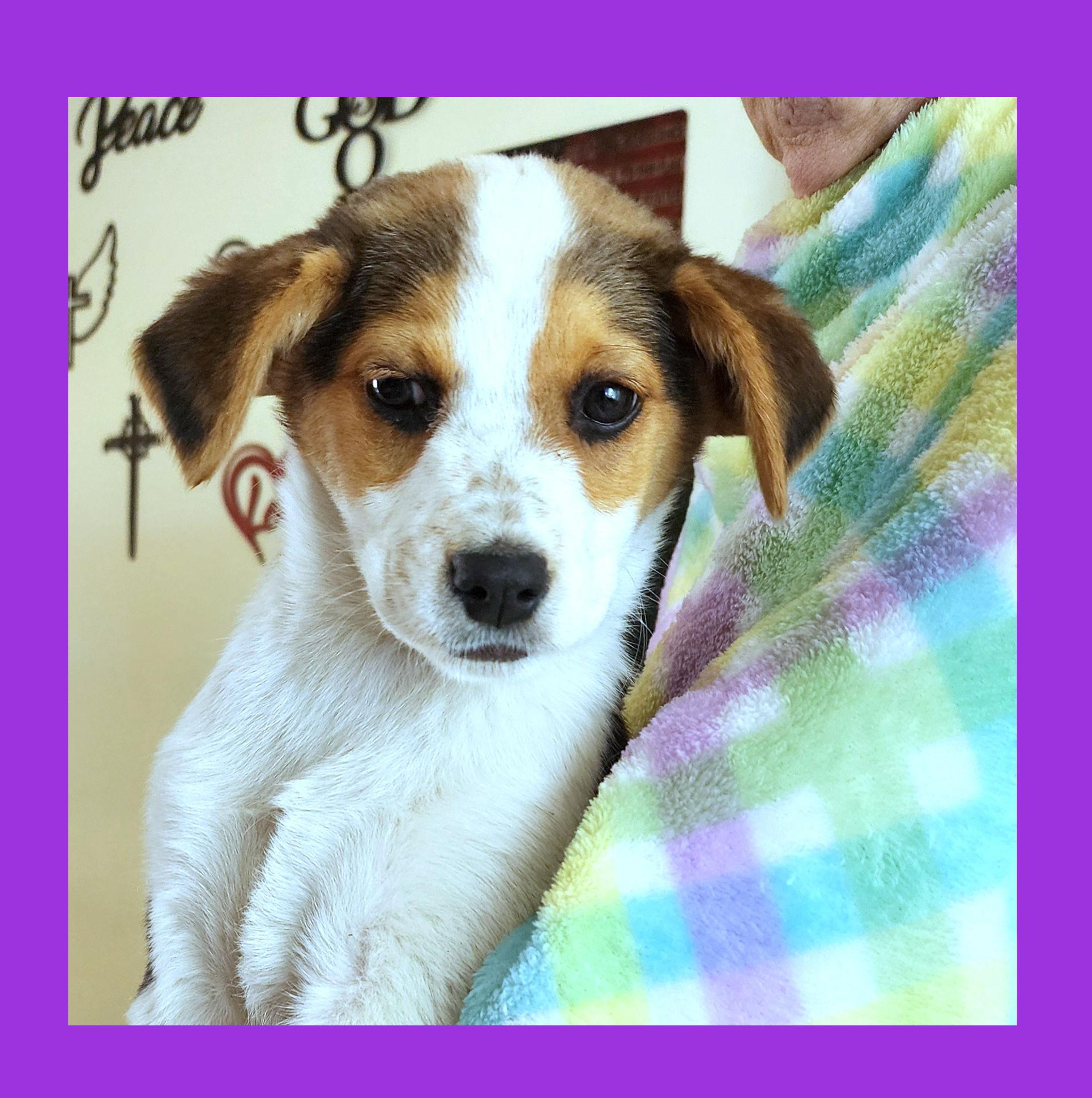 Nutmeg, a ADOPTABLE mixed breed in Lake Geneva, WI image 3/4