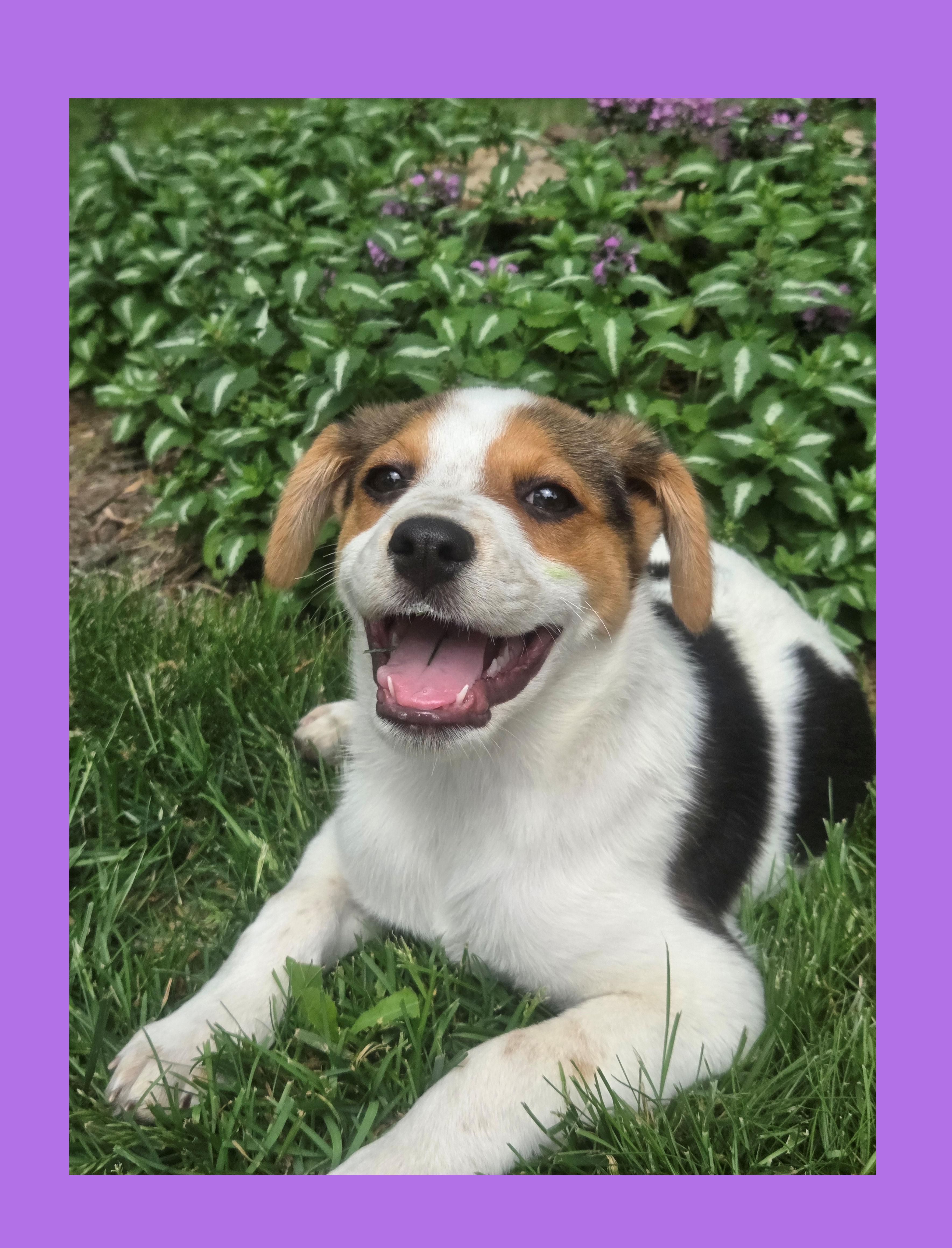 Nutmeg, ADOPTABLE, Puppy Female Brittany Spaniel & Collie.
