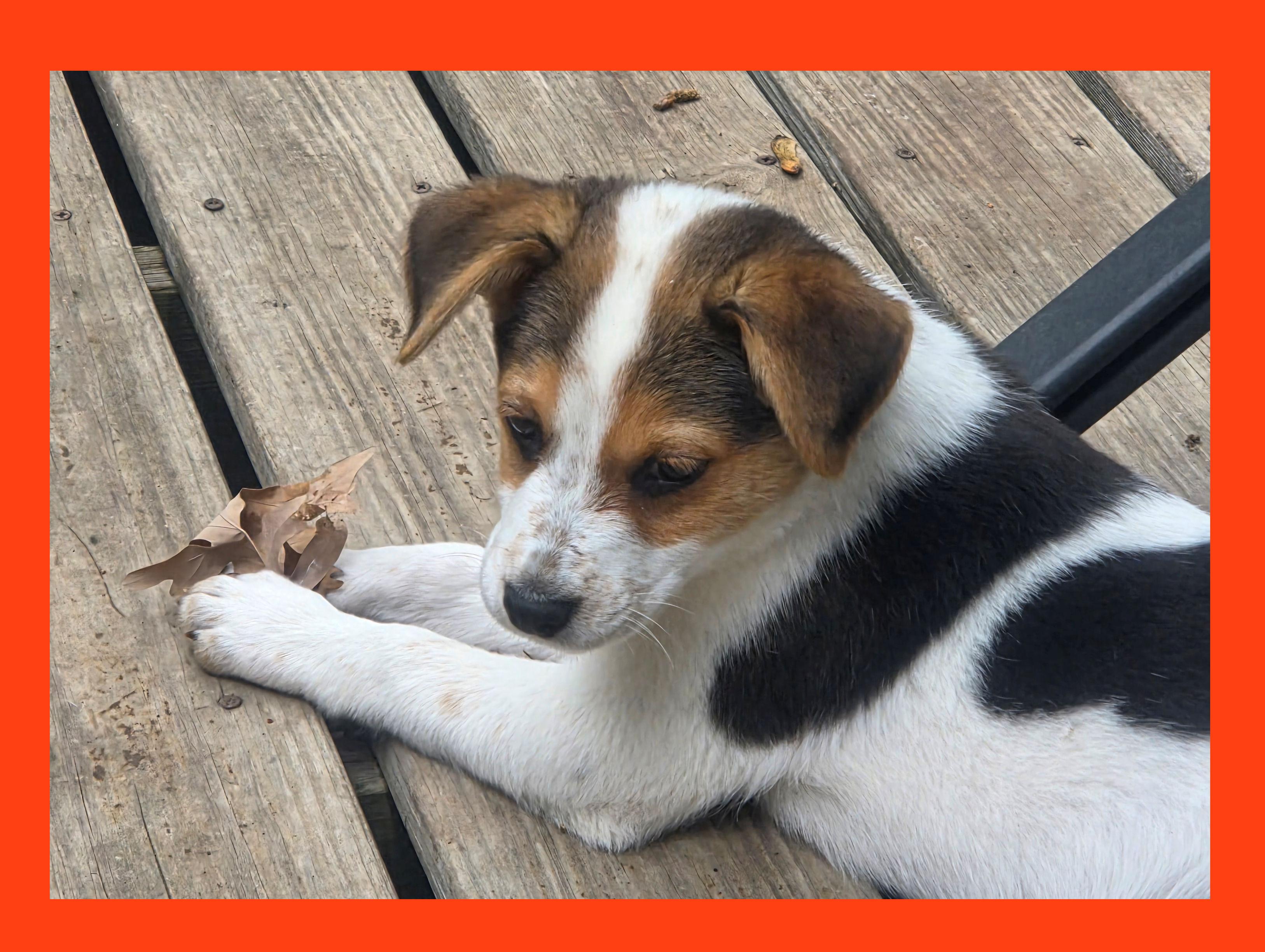 Nutmeg, a ADOPTABLE mixed breed in Lake Geneva, WI image 2/4